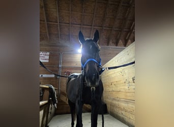 Thoroughbred, Mare, 10 years, 15 hh, Bay-Dark