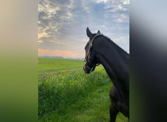 Thoroughbred, Mare, 10 years, 15,2 hh, Bay-Dark