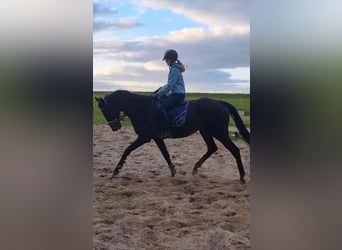 Thoroughbred, Mare, 10 years, 15,2 hh, Bay-Dark