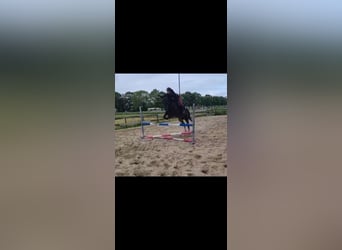 Thoroughbred, Mare, 10 years, 15,2 hh, Bay-Dark