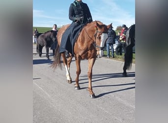 Thoroughbred, Mare, 10 years, 15,2 hh, Chestnut-Red