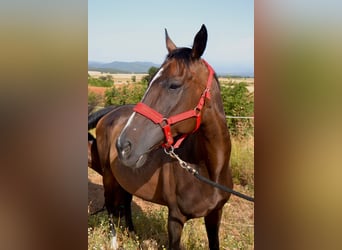 Thoroughbred, Mare, 10 years, 15,3 hh, Bay-Dark