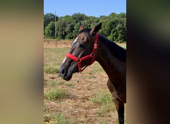 Thoroughbred, Mare, 10 years, 15,3 hh, Bay-Dark