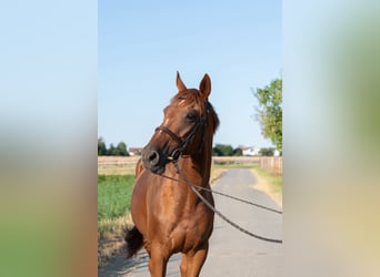 Thoroughbred, Mare, 10 years, 15,3 hh, Chestnut-Red
