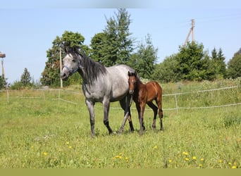 Thoroughbred, Mare, 10 years, 15,3 hh, Grey