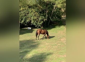 Thoroughbred, Mare, 10 years, 16 hh, Bay-Dark