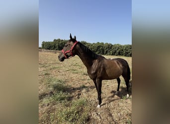 Thoroughbred, Mare, 10 years, 16 hh, Bay-Dark