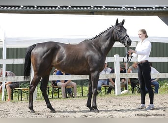 Thoroughbred, Mare, 10 years, 16 hh, Black