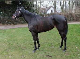 Thoroughbred, Mare, 10 years, 16 hh, Black