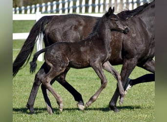 Thoroughbred, Mare, 10 years, 16 hh, Black