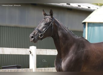 Thoroughbred, Mare, 10 years, 16 hh, Black