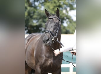 Thoroughbred, Mare, 10 years, 16 hh, Black