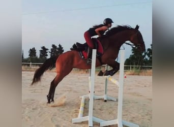 Thoroughbred, Mare, 10 years, 16 hh, Brown