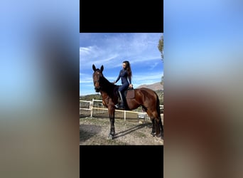 Thoroughbred, Mare, 10 years, 16,1 hh, Brown