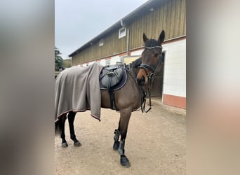 Thoroughbred, Mare, 10 years, 16,1 hh, Brown