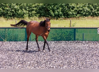 Thoroughbred, Mare, 11 years, 15.2 hh, Brown