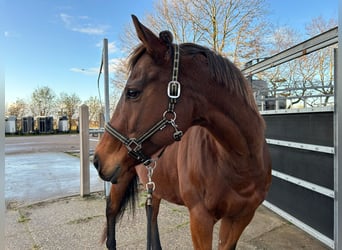 Thoroughbred, Mare, 11 years, 15.2 hh, Brown