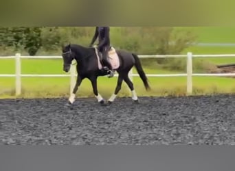 Thoroughbred, Mare, 11 years, 15,2 hh, Smoky-Black