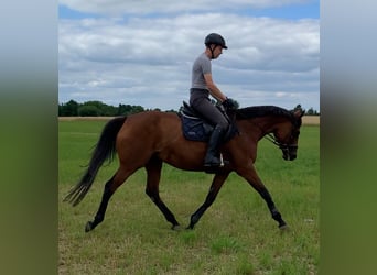 Thoroughbred, Mare, 11 years, 15.3 hh, Brown-Light