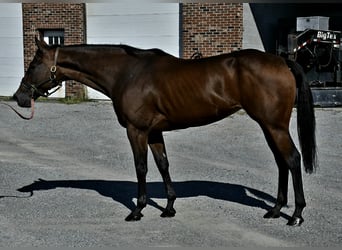 Thoroughbred, Mare, 11 years, 15 hh, Bay