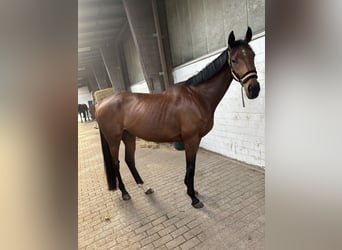 Thoroughbred, Mare, 11 years, 15,2 hh, Brown