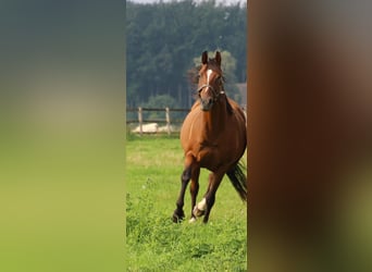 Thoroughbred, Mare, 11 years, 15,2 hh, Brown