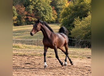 Thoroughbred, Mare, 11 years, 16.1 hh, Bay-Dark