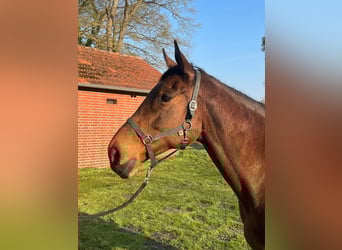 Thoroughbred, Mare, 11 years, 16.1 hh, Brown