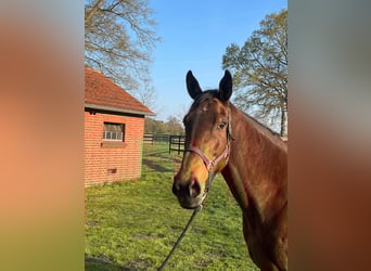 Thoroughbred, Mare, 11 years, 16.1 hh, Brown