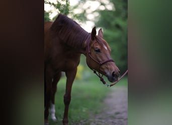 Thoroughbred, Mare, 11 years, 16 hh, Chestnut-Red