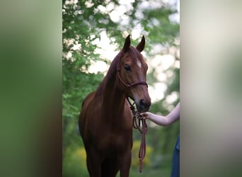 Thoroughbred, Mare, 11 years, 16 hh, Chestnut-Red