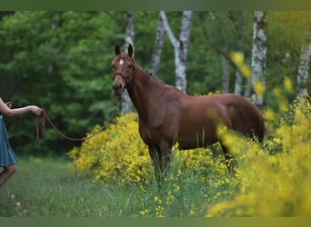 Thoroughbred, Mare, 11 years, 16 hh, Chestnut-Red