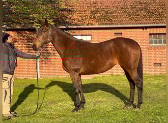 Thoroughbred, Mare, 11 years, 16,1 hh, Brown