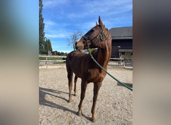 Thoroughbred, Mare, 11 years, 16,1 hh, Chestnut