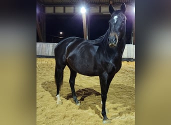 Thoroughbred, Mare, 11 years, Brown