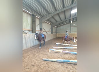 Thoroughbred, Mare, 12 years, 14.2 hh, Brown