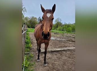 Thoroughbred, Mare, 12 years, 15.1 hh, Brown
