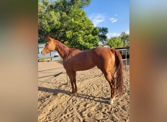 Thoroughbred, Mare, 12 years, 15 hh, Sorrel