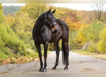 Thoroughbred, Mare, 12 years, 15,1 hh, Bay-Dark