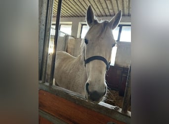 Thoroughbred, Mare, 12 years, 15,3 hh, Grey