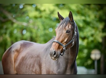 Thoroughbred, Mare, 12 years, 16 hh, Bay-Dark