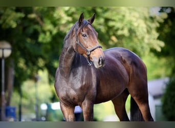 Thoroughbred, Mare, 12 years, 16 hh, Bay-Dark