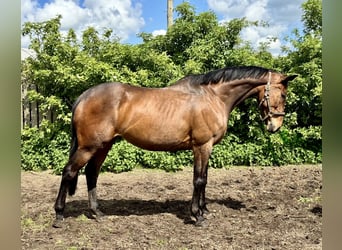 Thoroughbred, Mare, 12 years, 16 hh, Bay