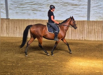 Thoroughbred, Mare, 12 years, 16 hh, Brown