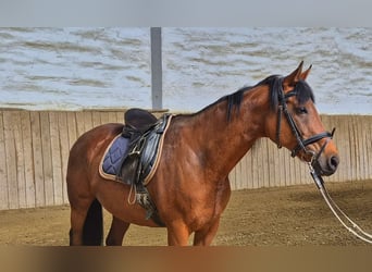 Thoroughbred, Mare, 12 years, 16 hh, Brown