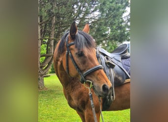 Thoroughbred, Mare, 12 years, 16 hh, Brown