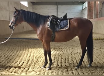 Thoroughbred, Mare, 12 years, 16 hh, Brown