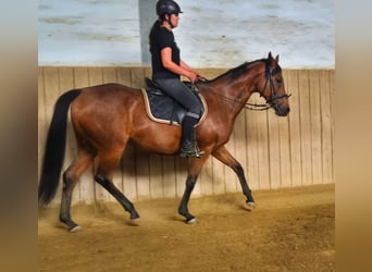 Thoroughbred, Mare, 12 years, 16 hh, Brown