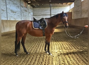 Thoroughbred, Mare, 12 years, 16 hh, Brown