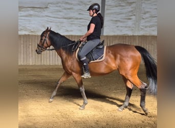 Thoroughbred, Mare, 12 years, 16 hh, Brown
